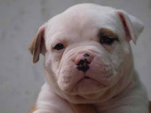 american bulldog pup